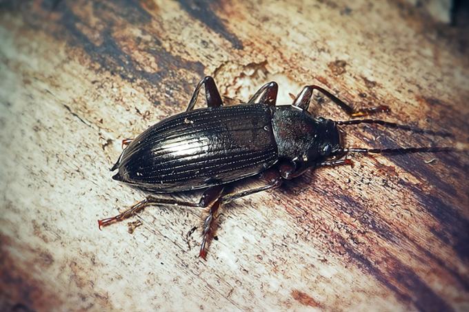 Black beetle on a piece of wood